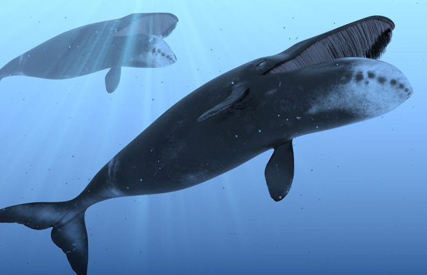 ballenas y delfines